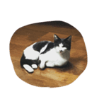 てらしま家の猫（個別スタンプ：7）