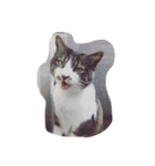 てらしま家の猫（個別スタンプ：8）