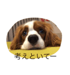 キャバリアのブルーノさん（個別スタンプ：8）