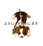 キャバリアのブルーノさん（個別スタンプ：16）