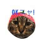 木村家のニャンズ（個別スタンプ：1）