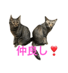 木村家のニャンズ（個別スタンプ：2）