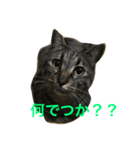 木村家のニャンズ（個別スタンプ：4）