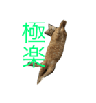 木村家のニャンズ（個別スタンプ：5）