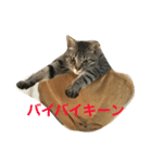 木村家のニャンズ（個別スタンプ：7）