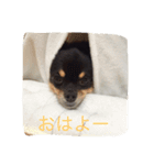 こじろうの日常（個別スタンプ：6）