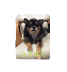 こじろうの日常（個別スタンプ：10）