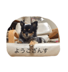 こじろうの日常（個別スタンプ：12）