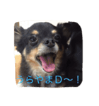 こじろうの日常（個別スタンプ：13）