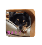 こじろうの日常（個別スタンプ：15）