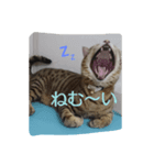 気まぐれモカちん（個別スタンプ：5）