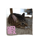 気まぐれモカちん（個別スタンプ：7）