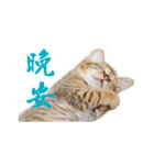 Happy 5 Cats（個別スタンプ：1）