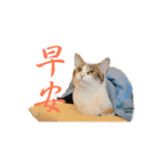 Happy 5 Cats（個別スタンプ：2）