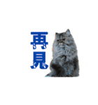 Happy 5 Cats（個別スタンプ：3）