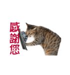Happy 5 Cats（個別スタンプ：4）