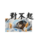 Happy 5 Cats（個別スタンプ：5）
