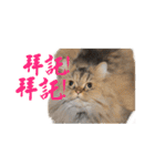 Happy 5 Cats（個別スタンプ：7）