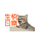 Happy 5 Cats（個別スタンプ：8）