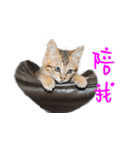 Happy 5 Cats（個別スタンプ：9）