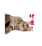 Happy 5 Cats（個別スタンプ：10）