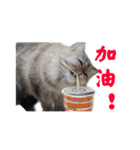Happy 5 Cats（個別スタンプ：11）