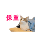 Happy 5 Cats（個別スタンプ：12）
