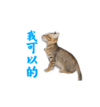 Happy 5 Cats（個別スタンプ：13）