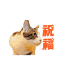 Happy 5 Cats（個別スタンプ：14）