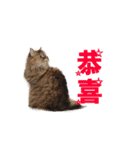 Happy 5 Cats（個別スタンプ：15）