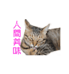 Happy 5 Cats（個別スタンプ：16）