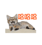 Happy 5 Cats（個別スタンプ：17）