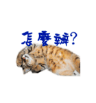 Happy 5 Cats（個別スタンプ：18）