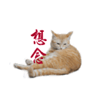 Happy 5 Cats（個別スタンプ：19）
