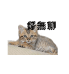 Happy 5 Cats（個別スタンプ：20）