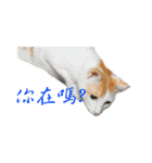 Happy 5 Cats（個別スタンプ：21）
