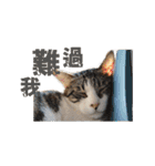 Happy 5 Cats（個別スタンプ：22）