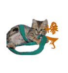 Happy 5 Cats（個別スタンプ：25）