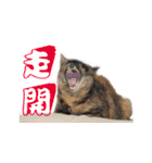 Happy 5 Cats（個別スタンプ：27）