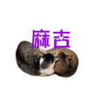 Happy 5 Cats（個別スタンプ：28）