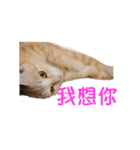 Happy 5 Cats（個別スタンプ：29）