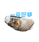 Happy 5 Cats（個別スタンプ：30）