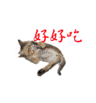 Happy 5 Cats（個別スタンプ：31）