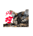 Happy 5 Cats（個別スタンプ：32）