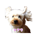 ラテちゃん②（個別スタンプ：2）