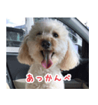 ラテちゃん②（個別スタンプ：4）