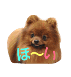 獅と狛  withモコモコ（個別スタンプ：1）