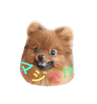獅と狛  withモコモコ（個別スタンプ：2）