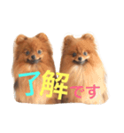 獅と狛  withモコモコ（個別スタンプ：3）