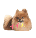 獅と狛  withモコモコ（個別スタンプ：4）